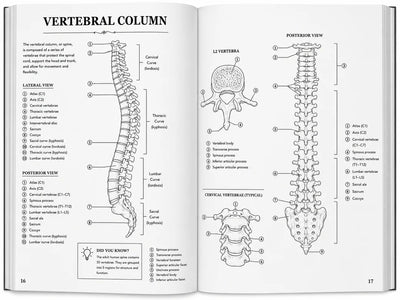 Human Anatomy - Coloring Book